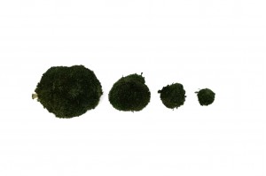 dry-pole-moss-33-b.