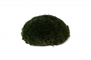 mousse-boule-seche-33-b.