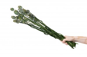 dried-poppy-08.