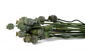 dried-poppy-08.