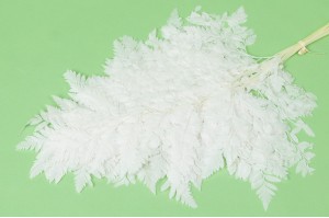 preserved-leather-fern-19