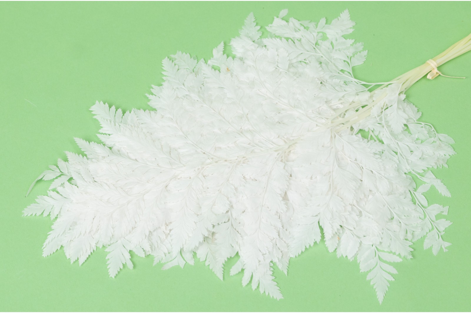 preserved-leather-fern-19