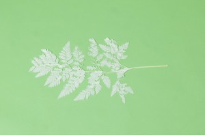 preserved-leather-fern-19.