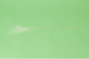 tree-fern-stabilise-31.