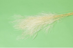 tree-fern-stabilise-31