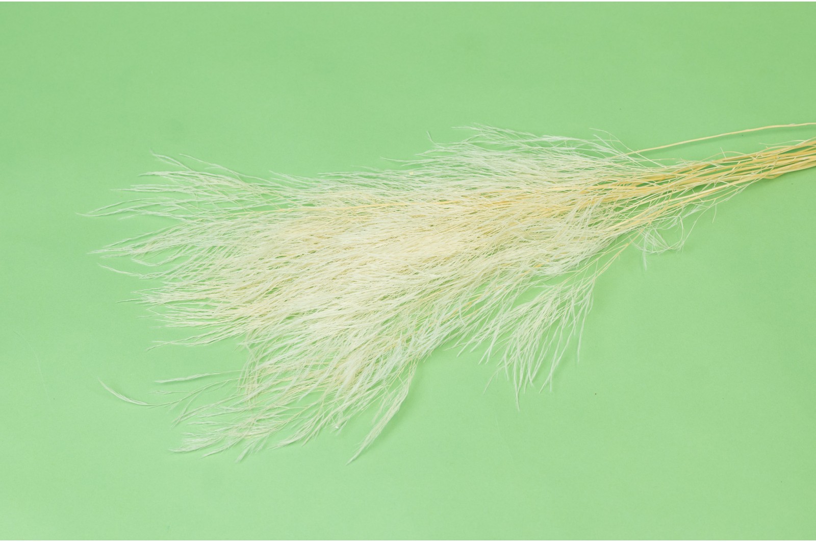 Preserved tiki (31) preserved-tiki-31