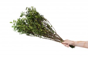 preserved-lentisk-38.