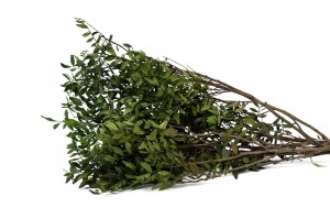 lentisque-stabilise-38