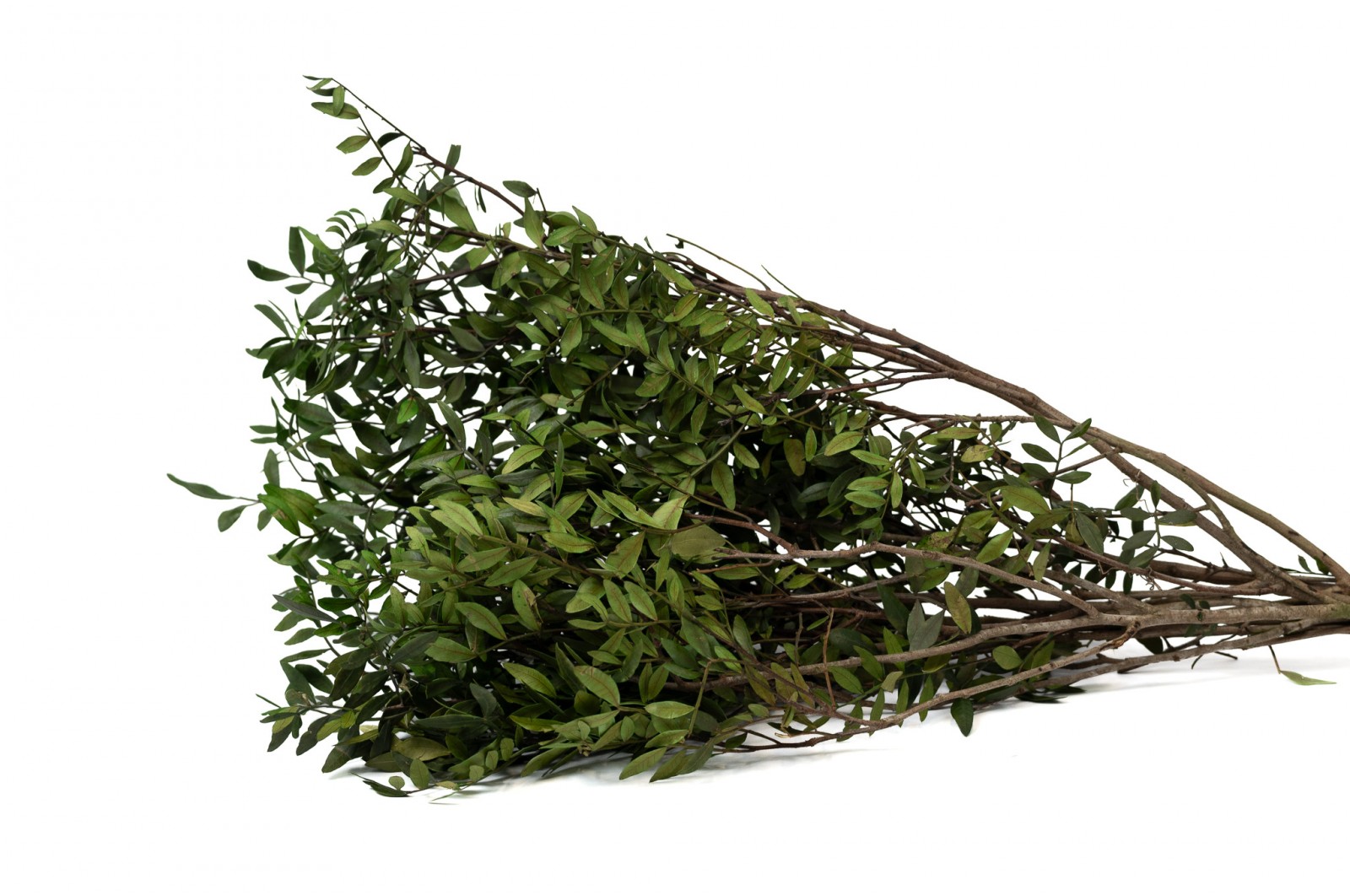 lentisque-stabilise-38