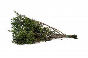 preserved-lentisk-38.