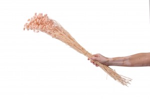 achillee-sylvestre-stabilisee-8.