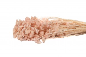 preserved-achillea-sylvestre-8.