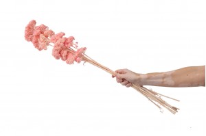 stabilisierter-achillee-filipendula-8.