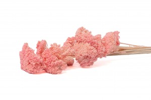 stabilisierter-achillee-filipendula-8.