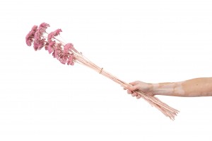 preserved-achillea-filipendula-8.