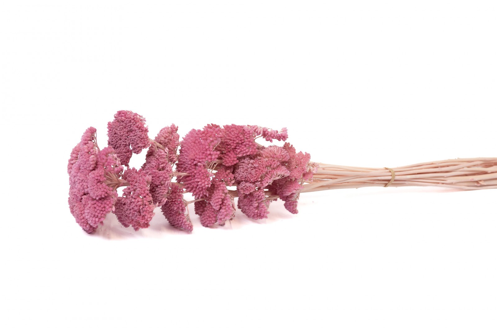 preserved-achillea-filipendula-8