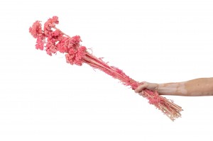 stabilisierter-achillee-filipendula-8.