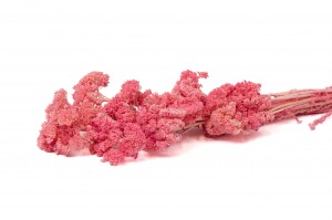 stabilisierter-achillee-filipendula-8.