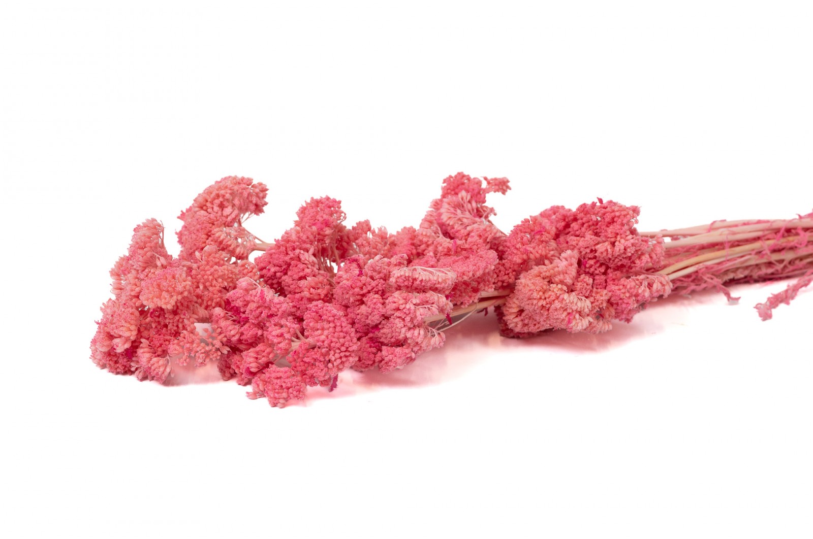 stabilisierter-achillee-filipendula-8