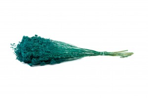 broom-bloom-sec-12.