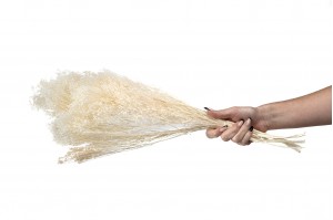 dried-broom-bloom-12.