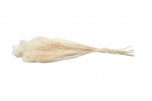 dried-broom-bloom-12.