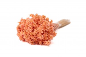 dried-hill-flower-12.