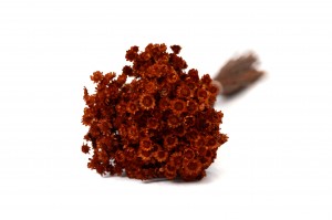 trockener-glixia-12.