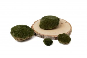 dry-pole-moss-33-cn.