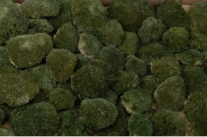 dry-pole-moss-33-cn.