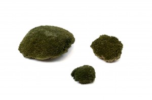 dry-pole-moss-33-cn.