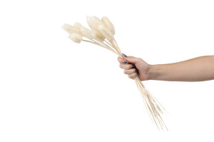 getrocknete-distel-8.