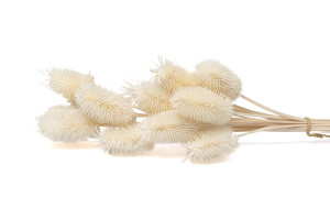 getrocknete-distel-8