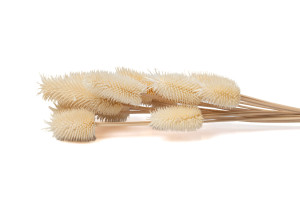 getrocknete-distel-8.