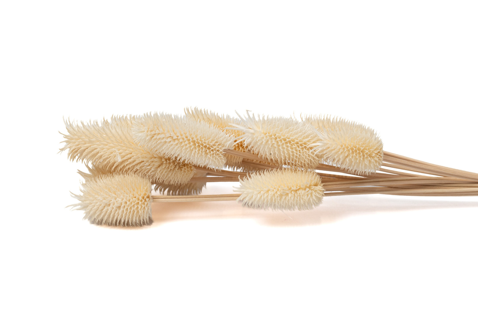 getrocknete-distel-8