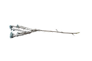 stabilisierte-diosmi-8.