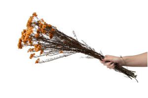 preserved-diosmirice-flower-8.