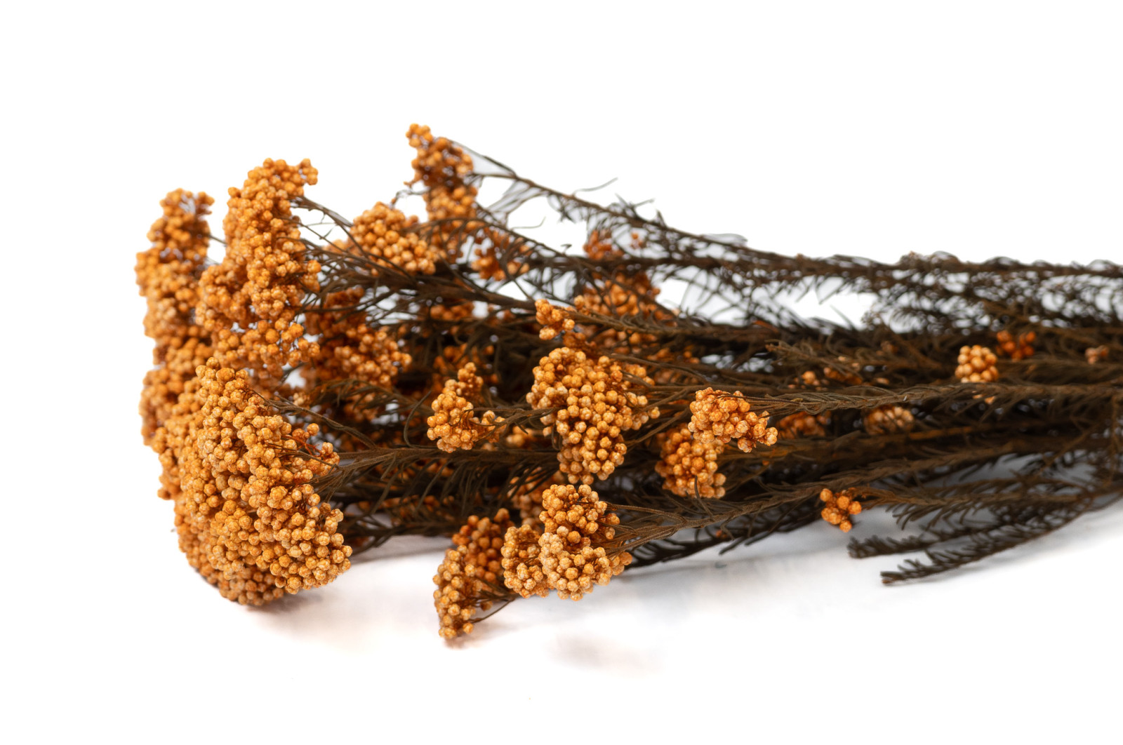 preserved-diosmirice-flower-8