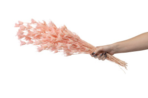 nigelle-orientale-seche-8.