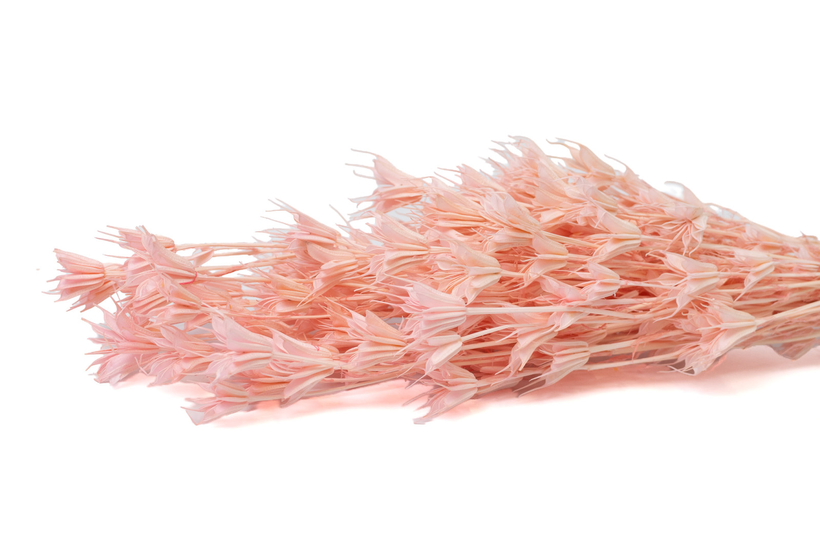 dried-nigella-orientalis-8