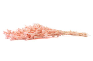 nigelle-orientale-seche-8.