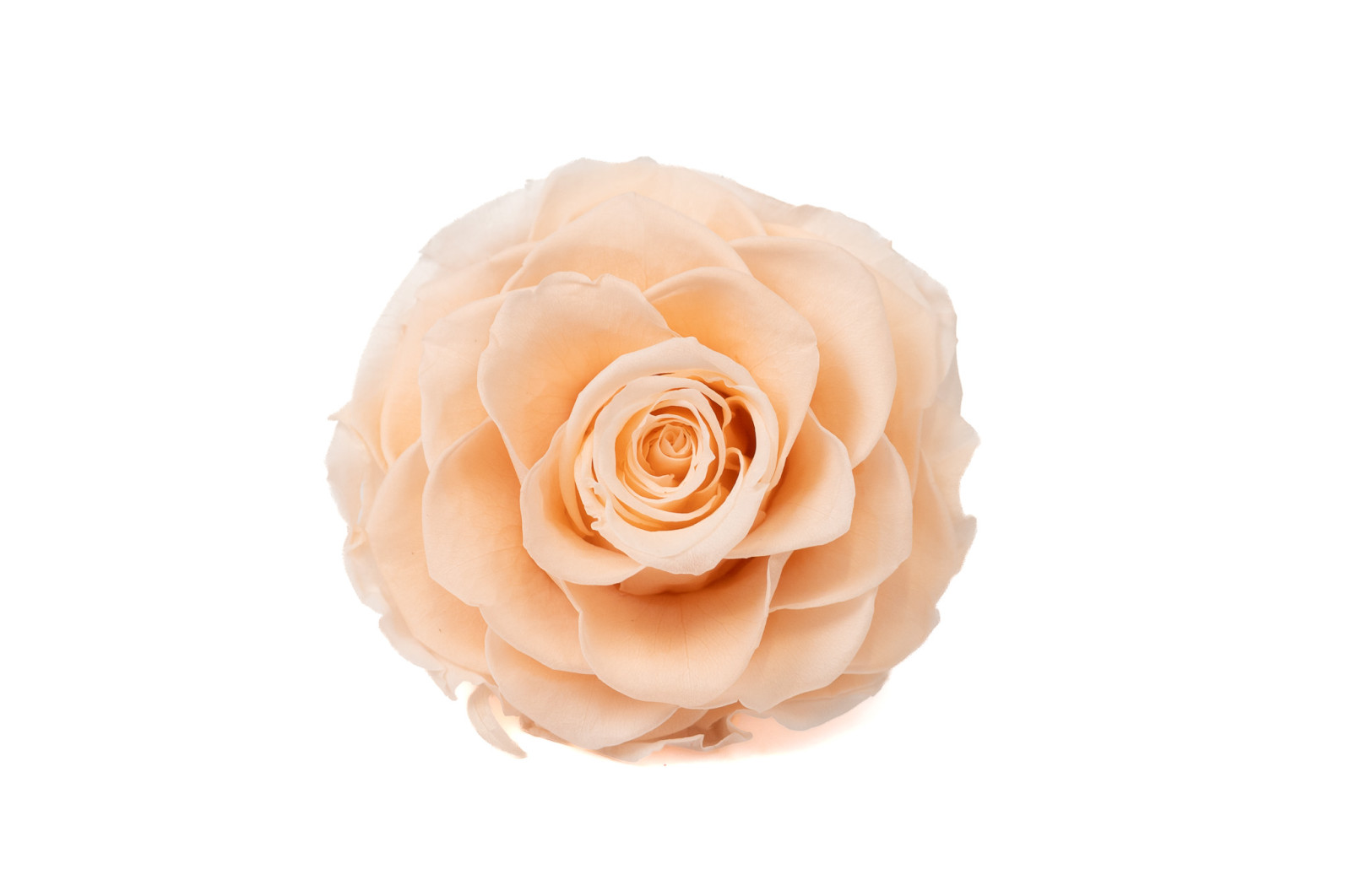 preserved-mandala-rose-kiara-37