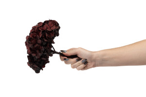 hortensia-kiara-stabilise-o-14-20-cm-37.