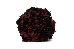 preserved-kiara-hydrangea-o-14-20-cm-37.