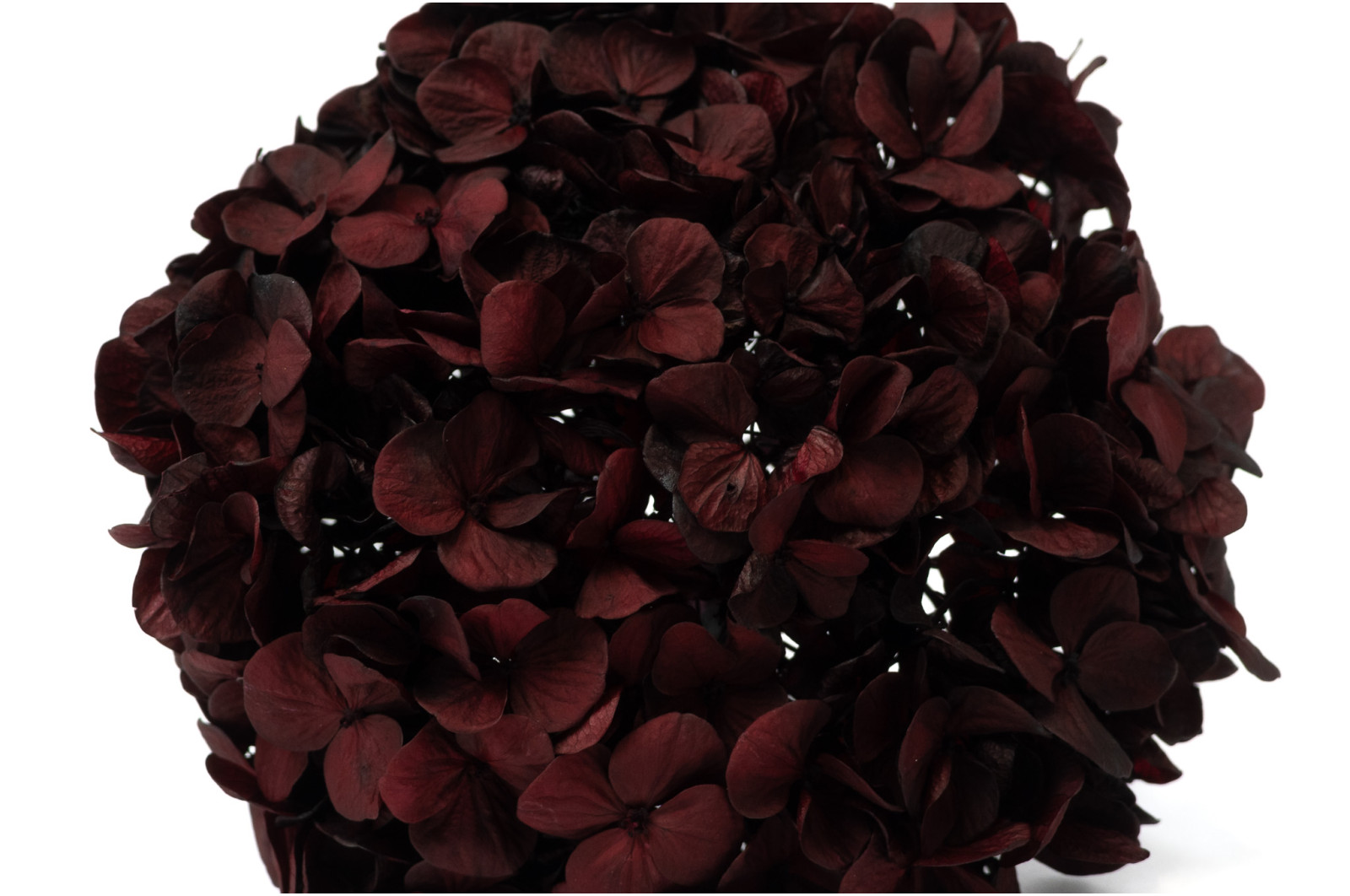 hortensia-kiara-stabilise-o-14-20-cm-37
