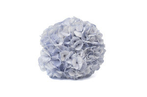 hortensia-kiara-stabilise-o-14-20-cm-37.
