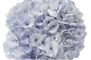 hortensia-kiara-stabilise-o-14-20-cm-37.
