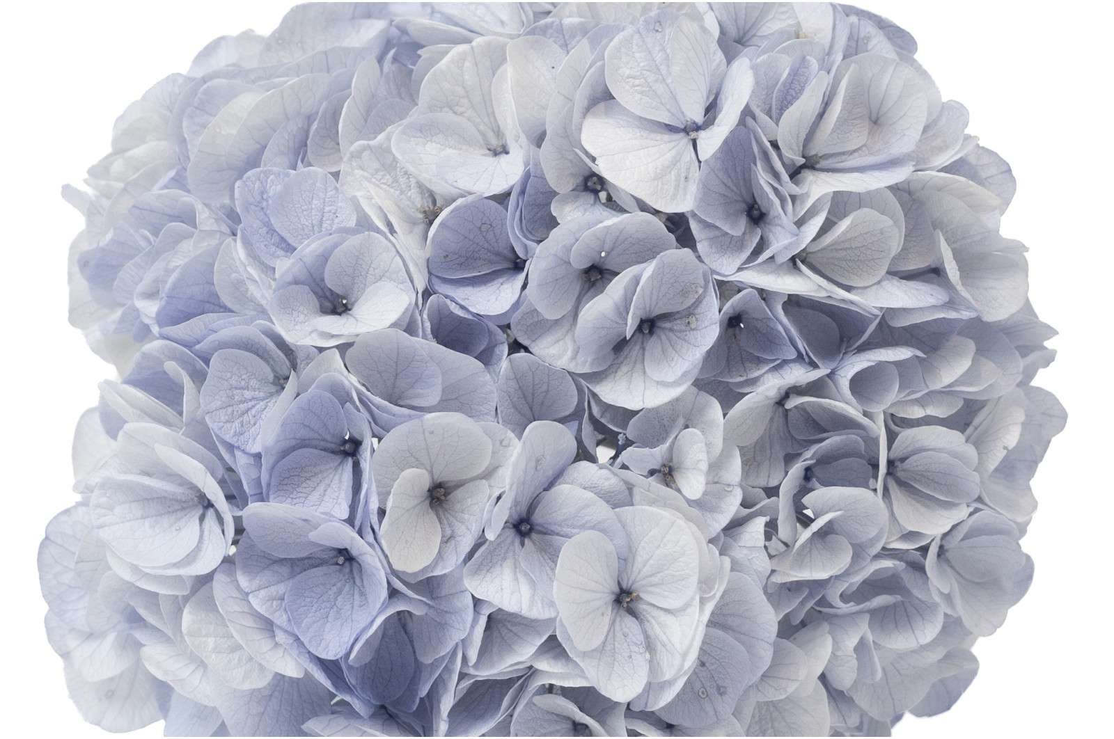 hortensia-kiara-stabilise-o-14-20-cm-37