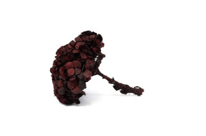 preserved-kiara-hydrangea-o-14-20-cm-37.