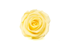 preserved-kiara-rose-heads-xl-37.